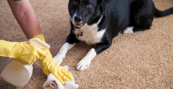 14 эффективных способов очистки ковра от собачьей мочи